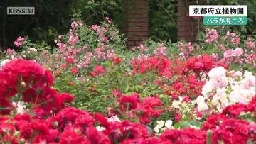 京都府立植物園でバラが見ごろ