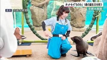 オットセイ「ちのわ」1歳の誕生日を祝う　京都水族館