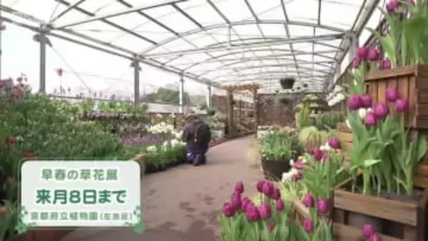 京都府立植物園　ひと足早い春の訪れ感じる企画展