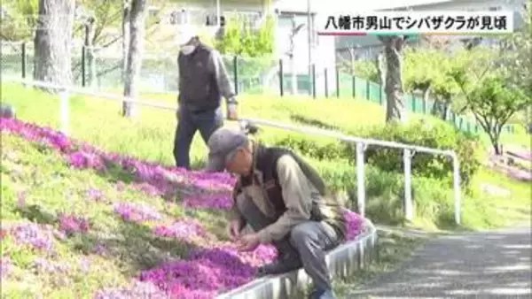 京都・八幡市男山でシバザクラが見頃