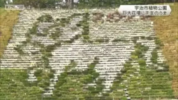 国内最大級の花壇に来年の干支・午(うま)が登場　京都府宇治市植物公園