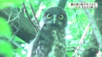 石清水八幡宮　夏の渡り鳥アオバズクのヒナ　スクスク育つ　京都府八幡市　飛来から1か月