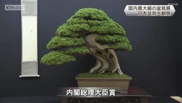 国内最大級の盆栽展　日本盆栽大観展　京都市左京区みやこめっせで24日まで