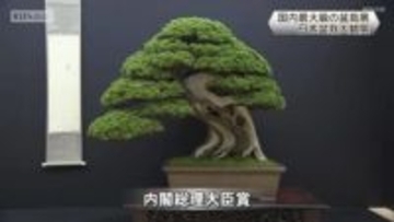 国内最大級の盆栽展　日本盆栽大観展　京都市左京区みやこめっせで24日まで