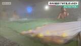 「きょうは「冬至」　京都市内の銭湯で「ゆず湯」ぽっかぽか」の画像1