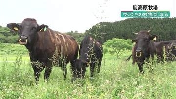 京都・京丹後市　碇高原牧場でウシの放牧はじまる