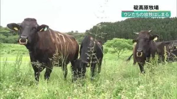 京都・京丹後市　碇高原牧場でウシの放牧はじまる