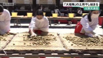 京都・北野天満宮　「大福梅」の土用干し始まる