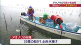 「「みんなの努力でここまで戻った」　松川浦でアオノリの収穫が最盛期（福島）」の画像1