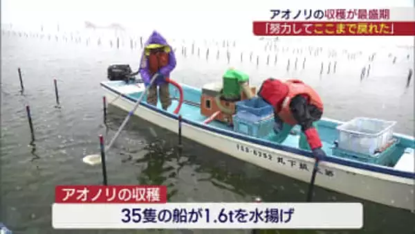 「みんなの努力でここまで戻った」　松川浦でアオノリの収穫が最盛期（福島）