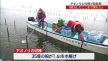 「みんなの努力でここまで戻った」　松川浦でアオノリの収穫が最盛期（福島）