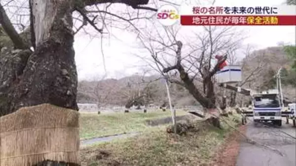 未来へつなぐ桜並木　猪苗代町の保全活動(福島)