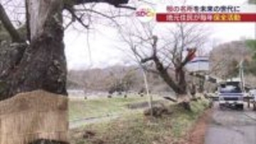 未来へつなぐ桜並木　猪苗代町の保全活動(福島)