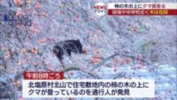 約8時間にらみ合い…北塩原村の住宅の木の上に「居座りクマ」 麻酔銃で木から落ちたところを捕獲（福島）