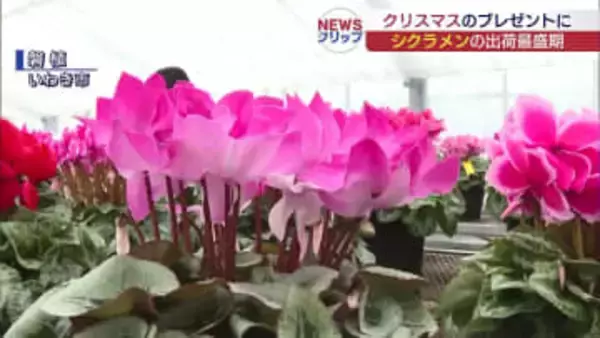 冬を彩るシクラメン　いわき市で出荷が最盛期（福島）