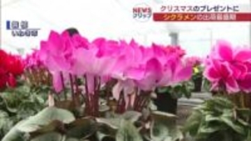 冬を彩るシクラメン　いわき市で出荷が最盛期（福島）