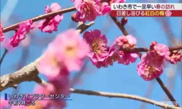 春を告げるウメ 日差しを浴びて見頃に いわき市フラワーセンター(福島)