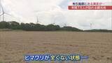 「約180万本のヒマワリが消滅…郡山・布引高原でシカの食害　経済的な損失も」の画像1