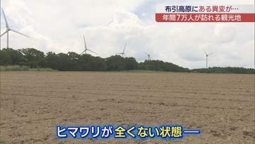 約180万本のヒマワリが消滅…郡山・布引高原でシカの食害　経済的な損失も
