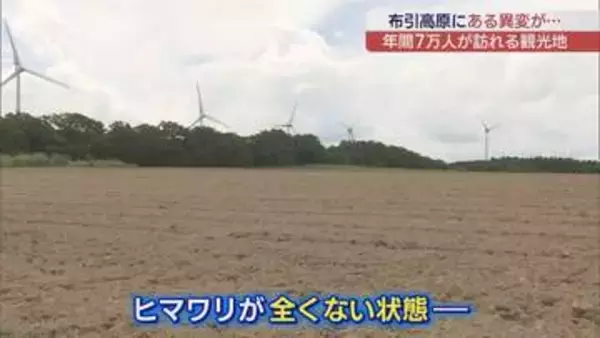 約180万本のヒマワリが消滅…郡山・布引高原でシカの食害　経済的な損失も