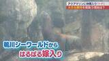 「アクアマリンふくしまに新たなトドが仲間入り　嫁入りの理由は？」の画像1
