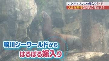 アクアマリンふくしまに新たなトドが仲間入り　嫁入りの理由は？