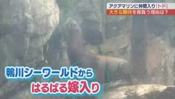 アクアマリンふくしまに新たなトドが仲間入り　嫁入りの理由は？