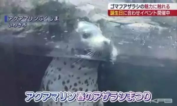 アクアマリンふくしま　春生まれのゴマフアザラシの誕生日を祝うアザラシまつり（福島）