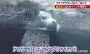 アクアマリンふくしま　春生まれのゴマフアザラシの誕生日を祝うアザラシまつり（福島）