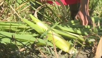 いわき市でマコモタケの収穫本格化　例年より大きく成長