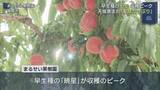 「福島市で早生モモ「暁星」が収穫最盛期　今年も大きく甘く実る」の画像1