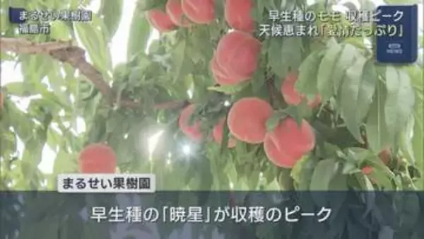 福島市で早生モモ「暁星」が収穫最盛期　今年も大きく甘く実る