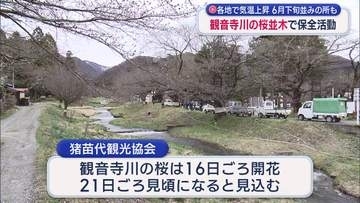 浜通りと中通りの多くの地点で今年最高の気温 ６月下旬並みの所も 猪苗代町の桜の名所では保全活動が行われる（福島）