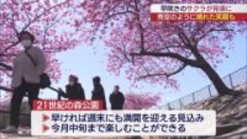 青空のように晴れた笑顔も！いわき市では早くも河津桜が見頃（福島）