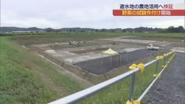 水害時は貯水、平時は農地に　阿武隈川遊水地で野菜の栽培試験