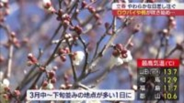 立春　福島市でロウバイとウメが咲き始め（福島）