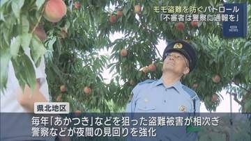桃の盗難相次ぐ　福島市でパトロール　収穫最盛期に警戒強化