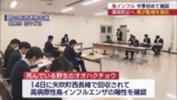 野生のオオハクチョウ　鳥インフルエンザ陽性（福島）