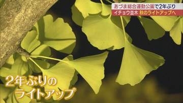 あづま総合運動公園のイチョウ並木が試験点灯 2年ぶりにライトアップ