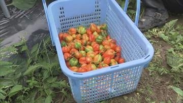 「日本一辛い村」“ホット”な特産品が収穫最盛期　福島県平田村