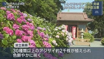 いわき市・波立薬師でアジサイが見頃　2千株が色鮮やかに咲き誇る
