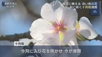 秋に咲くサクラが見頃　いわき市の観光庭園で十月桜