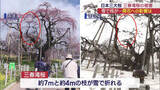 「「今年の開花には影響なし」　枝が折れた三春滝桜を樹木医が調査（福島）」の画像1