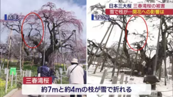 「今年の開花には影響なし」　枝が折れた三春滝桜を樹木医が調査（福島）
