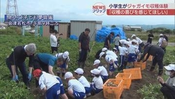 小学生が春に植えたジャガイモを収穫！会津若松市で農業体験