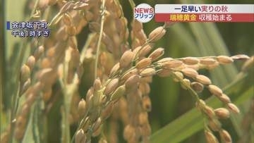 会津坂下町で早場米「瑞穂黄金」の収穫始まる