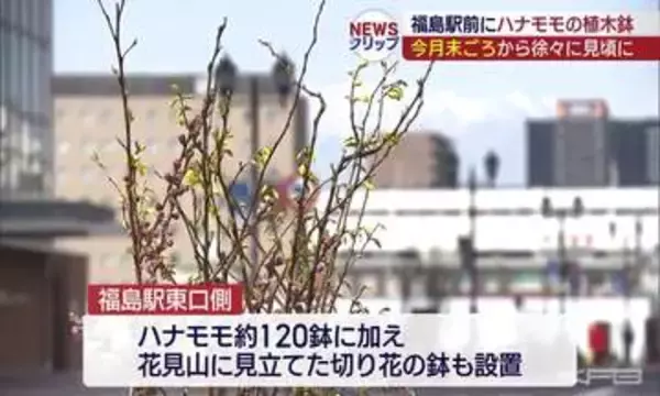 「福島駅前　ハナモモの植木鉢を設置（福島）」の画像