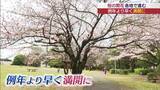 「「見応え抜群！寒い中の花見でも気持ちは温かに」　いわきの平中央公園の桜が満開　入学記念で記念撮影する人も（福島）」の画像1