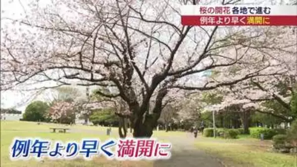 「見応え抜群！寒い中の花見でも気持ちは温かに」　いわきの平中央公園の桜が満開　入学記念で記念撮影する人も（福島）