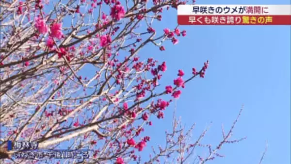 東北のハワイは一足早く！　いわきで早咲きのウメが満開に（福島）